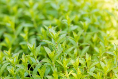 Herfstsilene Silene schafta 5-10 pot P9 Silene schafta