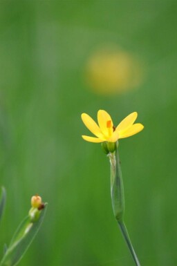 Gele bieslelie Sisyrinchium californicum 5-10 pot P9 Sisyrinchium californicum
