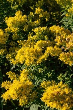 Solidago 'Golden Mosa'