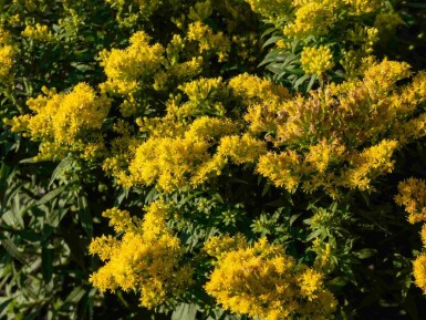 Solidago 'Golden Mosa'