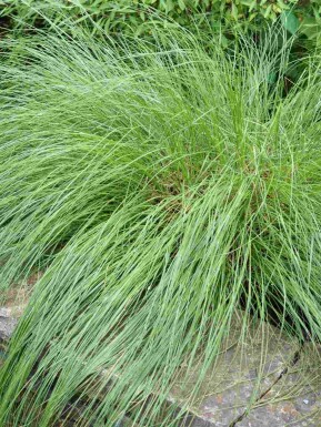 Sporobolus heterolepis