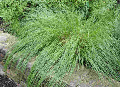 Sporobolus heterolepis