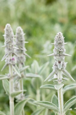 Ezelsoor Stachys byzantina 'Big Ears' 5-10 pot P9 Stachys byzantina 'Big Ears'