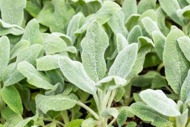Stachys byzantina 'Silver Carpet'