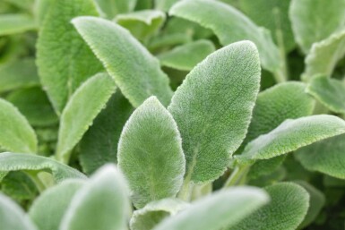 Stachys byzantina 'Silver Carpet'