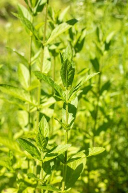 Bosandoorn Stachys palustris 5-10 pot P9 Stachys palustris