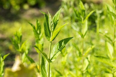Bosandoorn Stachys palustris 5-10 pot P9 Stachys palustris