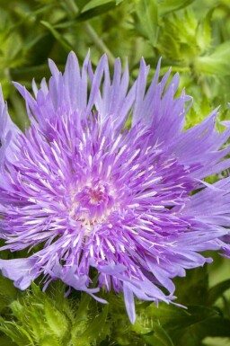 Stokesia laevis