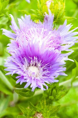 Stokesia Stokesia laevis 5-10 pot P9 Stokesia laevis