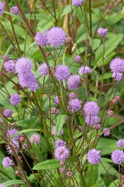 Succisa pratensis
