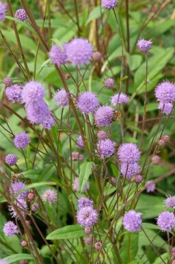 Blauwe knoop Succisa pratensis 5-10 pot P9 Succisa pratensis