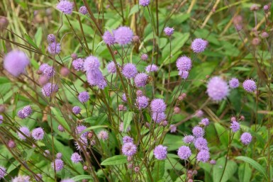 Blauwe knoop Succisa pratensis 5-10 pot P9 Succisa pratensis