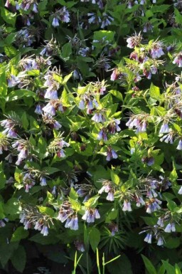Smeerwortel Symphytum azureum 5-10 pot P9 Symphytum azureum