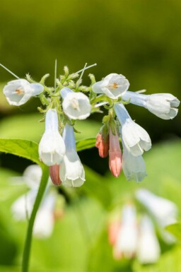 Symphytum grandiflorum 'Hidcote Blue'