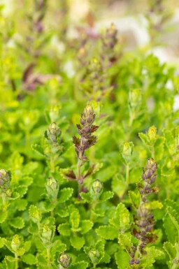 Teucrium chamaedrys