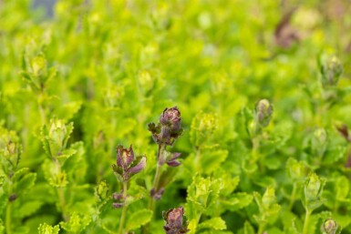 Gamander Teucrium chamaedrys 5-10 pot P9 Teucrium chamaedrys