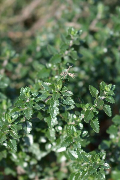 Teucrium lucidrys