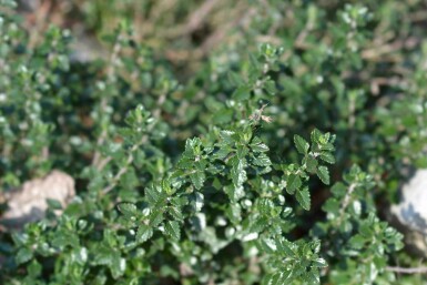 Gamander Teucrium lucidrys 5-10 pot P9 Teucrium lucidrys
