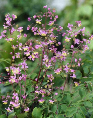 Ruit Thalictrum rochebrunianum 5-10 pot P9 Thalictrum rochebrunianum