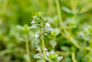 Citroentijm Thymus citriodorus 5-10 pot P9 Thymus citriodorus