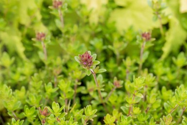 Thymus citriodorus