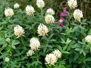 Trifolium ochroleucon