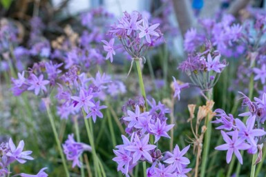 Wilde knoflook Tulbaghia violacea 5-10 pot P9 Tulbaghia violacea