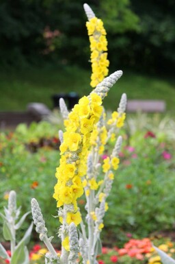 Toorts Verbascum bombyciferum 5-10 pot P9 Verbascum bombyciferum