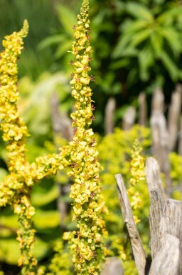 Koningskaars Verbascum densiflorum 5-10 pot P9 Verbascum densiflorum