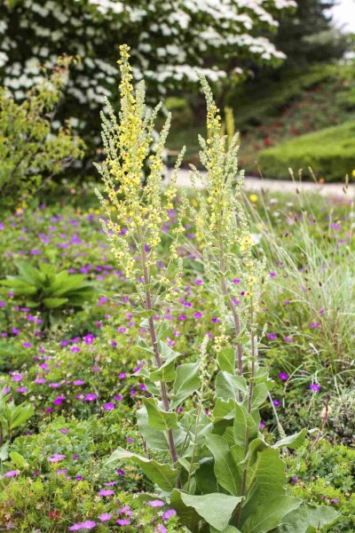 Verbascum olympicum