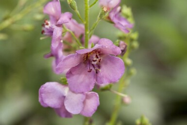 Toorts Verbascum phoeniceum 5-10 pot P9 Verbascum phoeniceum