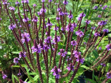 Verbena hastata