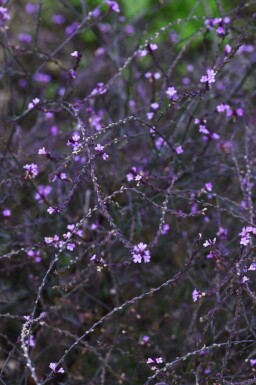Verbena officinalis 'Bampton'