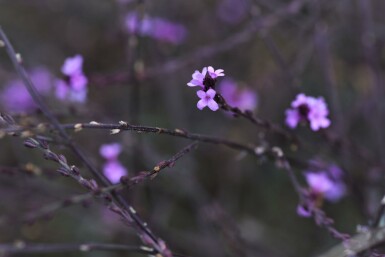 Verbena officinalis 'Bampton'