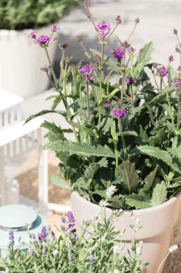 IJzerhard Verbena rigida 5-10 pot P9 Verbena rigida