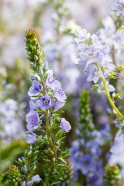 Blauwe ereprijs Veronica prostrata 5-10 pot P9 Veronica prostrata