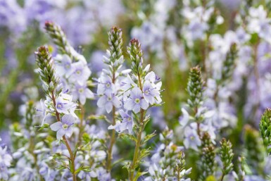 Blauwe ereprijs Veronica prostrata 5-10 pot P9 Veronica prostrata