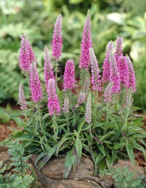 Veronica spicata 'Heidekind'