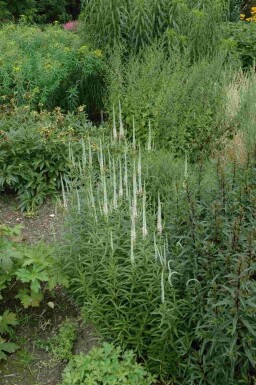 Veronicastrum virginicum 'Album'