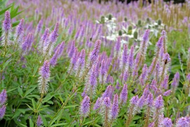 Veronicastrum virginicum 'Fascination'