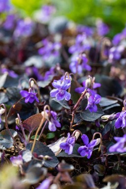 Viola labradorica