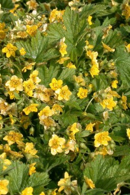 Waldsteinia geoides
