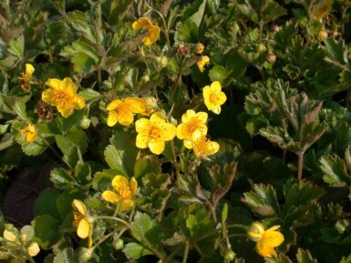 Waldsteinia geoides