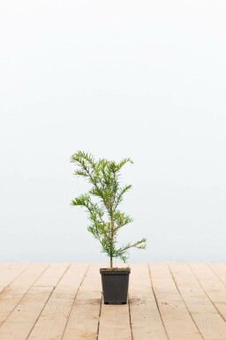 Venijnboom Taxus baccata Struik 15-20 Pot P9 Taxus baccata struik 15-20 cm