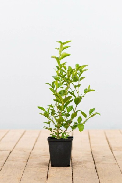 Liguster / Ligustrum ovalifolium P9 30-40 cm
