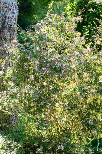 Abelia grandiflora 'Edward Goucher' struik 40-50 cm