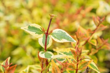 Abelia grandiflora 'Kaleidoscope' struik 50-60 cm