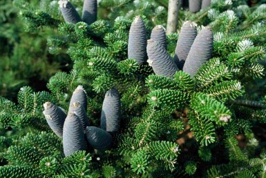 Abies koreana struik 25-30 cm