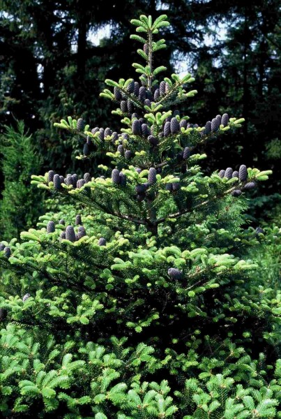 Abies koreana struik 60-80 cm