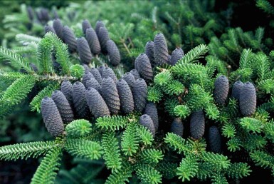 Abies koreana struik 60-80 cm
